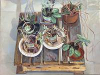 Potted plants on wooden surface